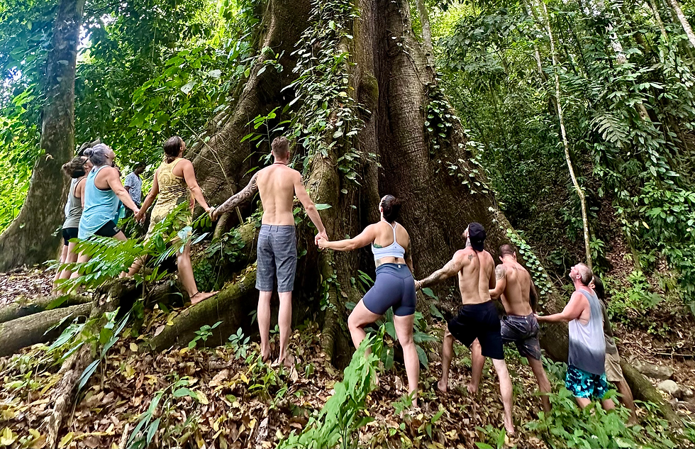 Grandmother tree circle.HEIC