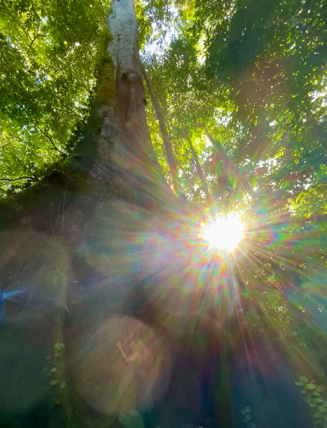 Yacumama Grandmother Tree 2.HEIC