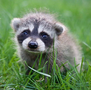 baby raccoon.jfif