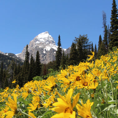 A view of a mountain with yellow wildflowers in the foreground in Grand Teton National Park, Wyoming