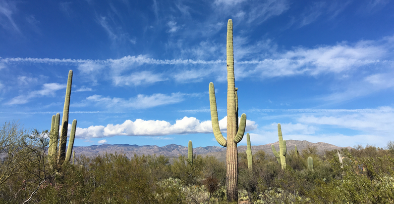 Saguaro cactuses in Saguaro National Park, Arizona