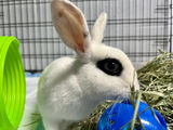 Bunny Myth #3  |  Bunnies are a Great Present for Someone