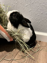 Bunny Basics
