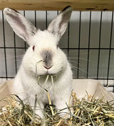 Bunny Myth #4  |  Bunnies can just live in a Cage