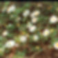cherokee_rose GA.jpg