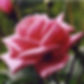 rose NY.jpg