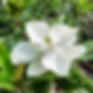 magnolia_grandiflora LA.jpg