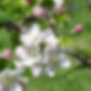 apple_blossoms MI.jpg
