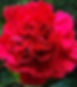 scarlet_carnation OH.jpg