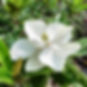 magnolia_grandiflora MS.jpg