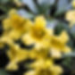 yellow_jessamine SC.jpg