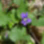 violet IL.jpg