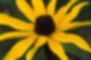 black_eyed_susan MD.jpg