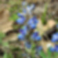 bluebonnet_subcarnosus TX.jpg