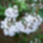 mountain_laurel PA.jpg