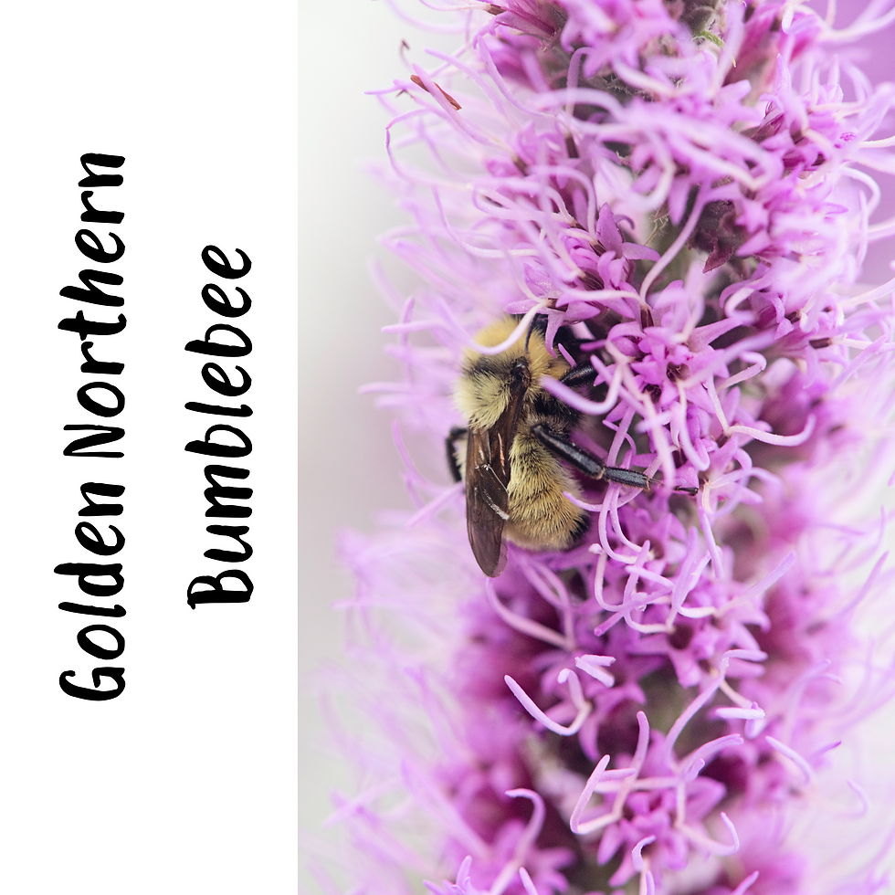 Thumbnail: Fine Art Postcards - Native Bees