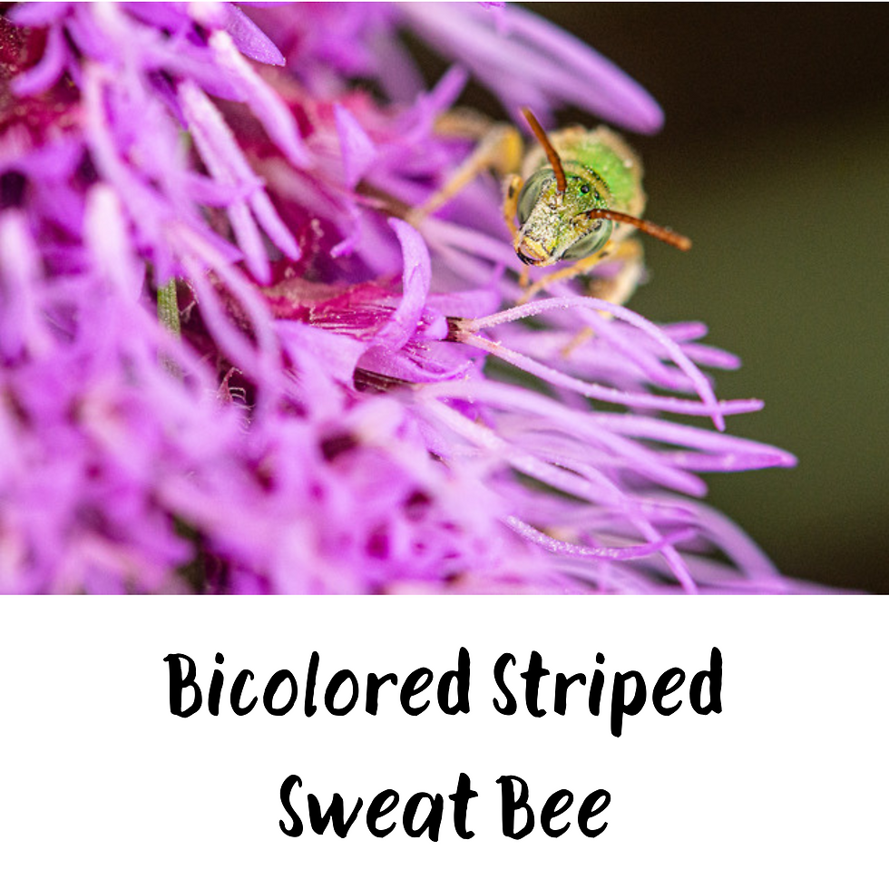 Thumbnail: Fine Art Postcards - Native Bees