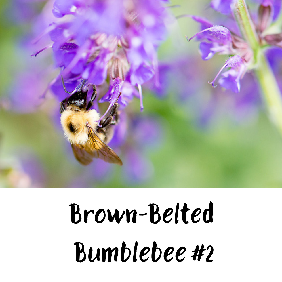 Thumbnail: Fine Art Postcards - Native Bees