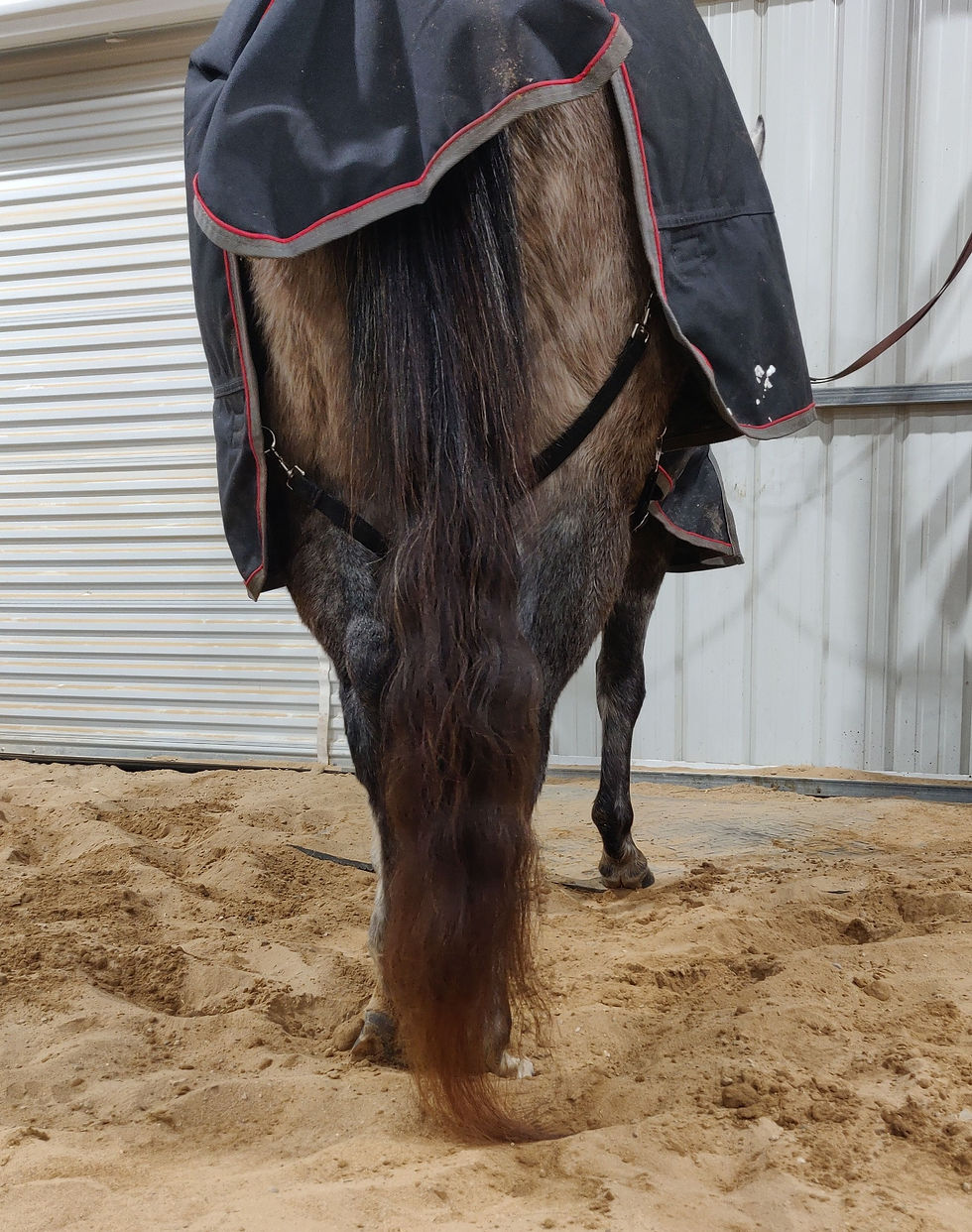 Long, soft horse tail, touching the ground