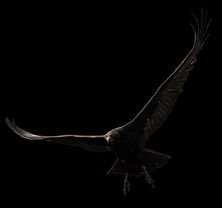 Orao koji leti_edited.jpg