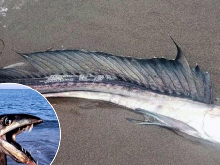 Peces caníbales causan temor en las costas de las playas