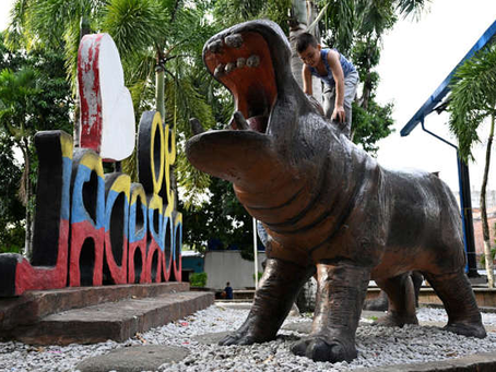 Hipopótamos de Pablo Escobar se convierten en 'plaga' y Colombia no sabe qué hacer con ellos