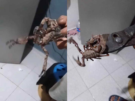 Alacranes gigantes aterrorizan Ciudad Caucel en Yucatán