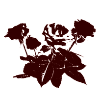 roses-removebg-preview_edited.png