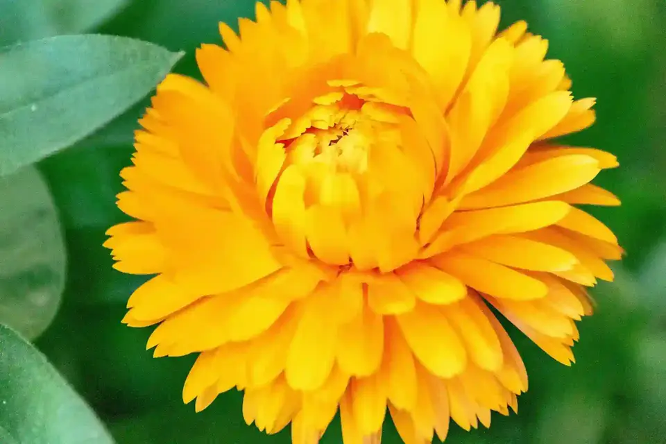 Yellow calendula flower 