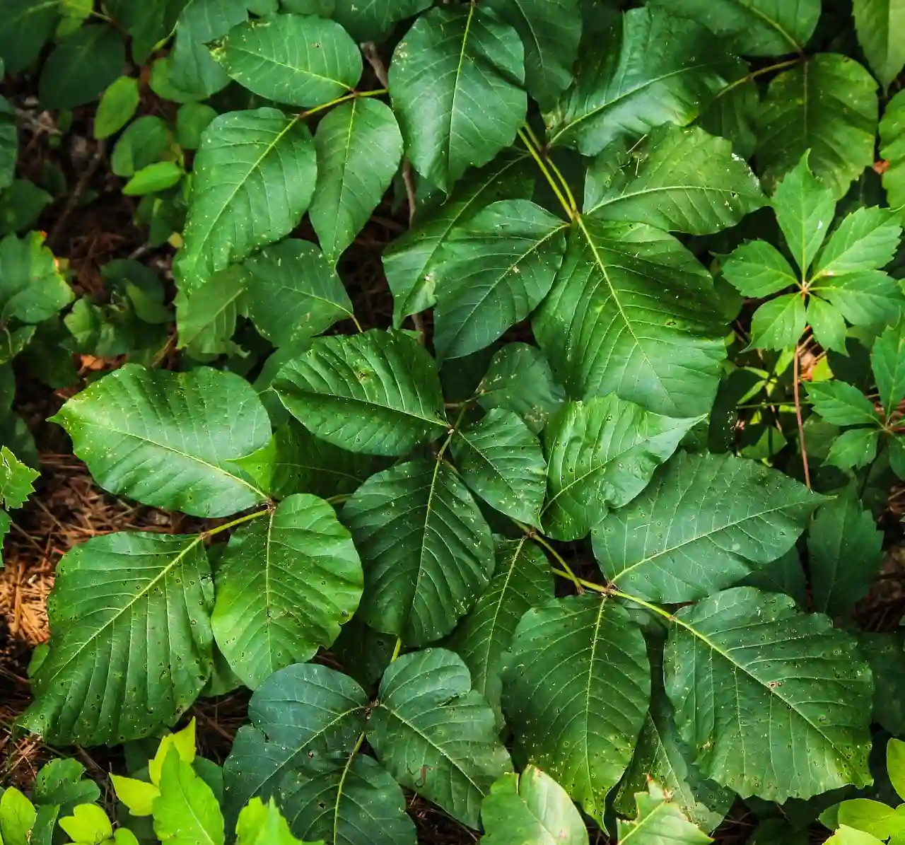 Poison Ivy plant, homeopathic Rhus toxicodendron