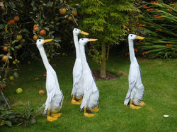 Indian Runner Ducks