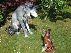 Grey Wolf & Red Fox