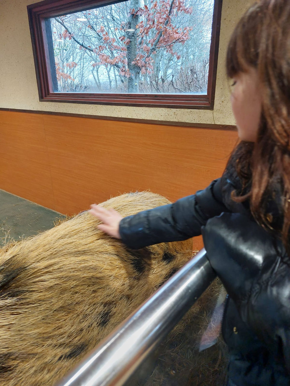 Zoo Trip