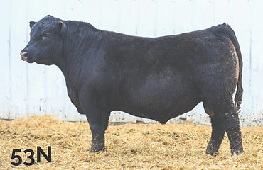 53N Angus Yearling Bull