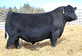 BoydCinch4031_Angus.jpg