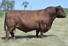 Bieber_Spartacus_Red_Angus.jpg