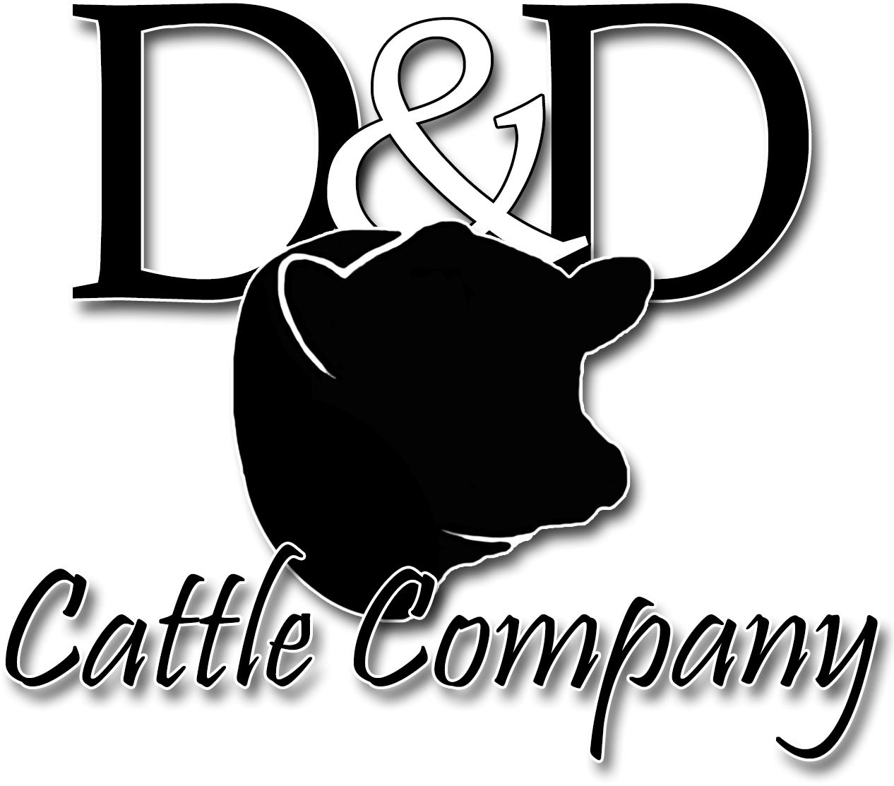 D&D Cattle Company Herman Nebraska Angus Bulls for Sale