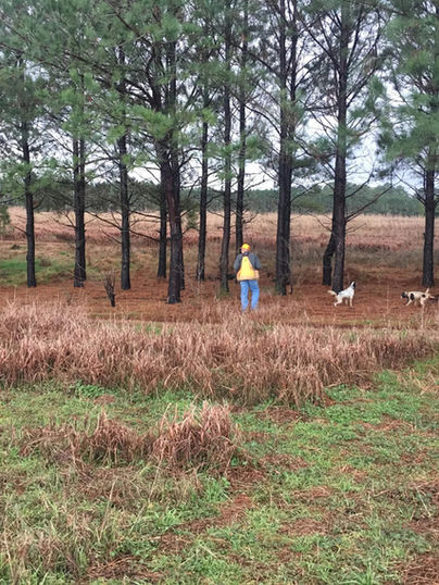 CMO Burnt Pine Plantation