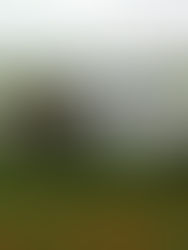 CMO Dilley Dove Hunt