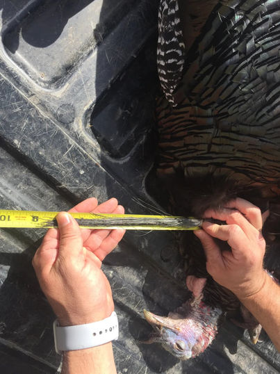 CMO Colorado Turkey Hunt