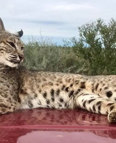 CMO El Zancudo Ranch