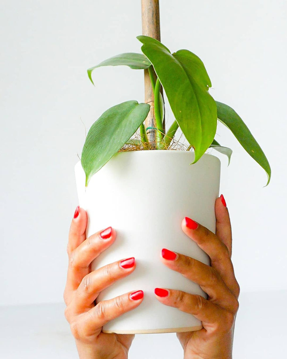 Thumbnail: Silver Sword Hastatum 