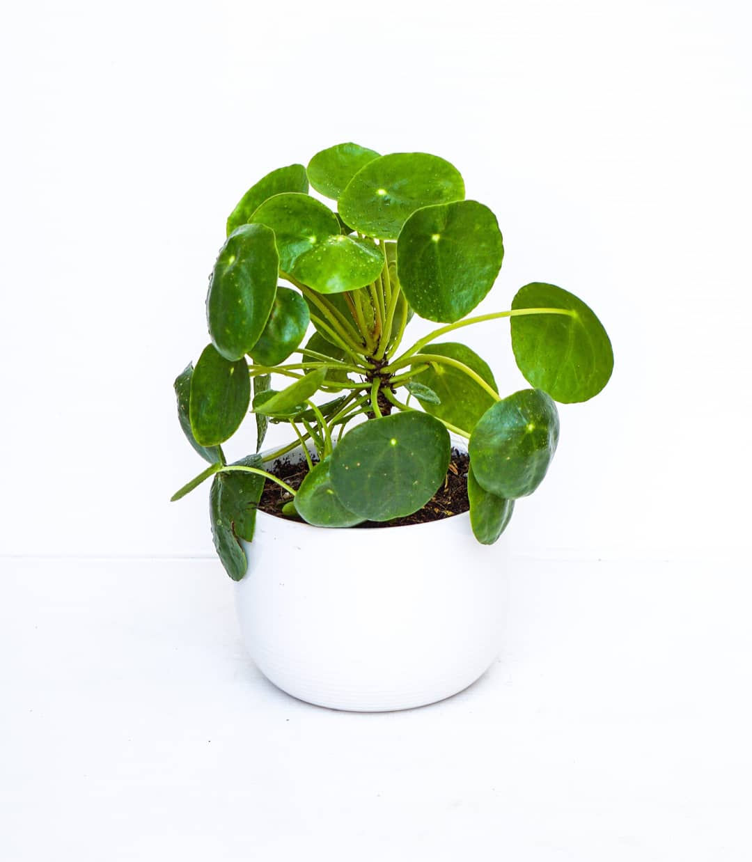 Pliea Peperomioides 