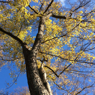 I see the letter "Y" in this tree in many ways!