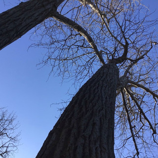 A, aged 5 shares, "I really like these kinds of trees. I like the branches."