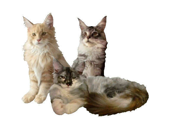 Maine Coon katzen