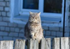 The Cat Keeps On Coming Back