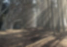 83683190_969998963536_585321501763305472_o_edited.jpg