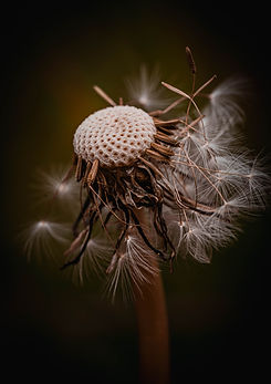 Dandelion