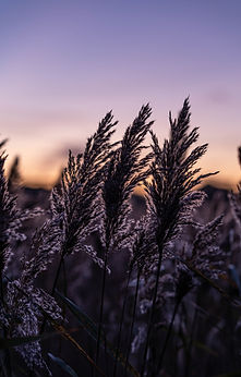 Norfolk Sunset